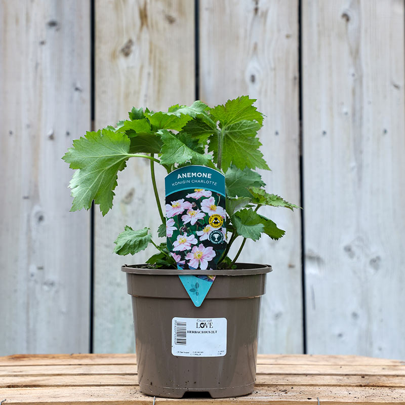 Anemone x hybrida ‘Konigin Charlotte’ (2-Litre Pot) image 0
