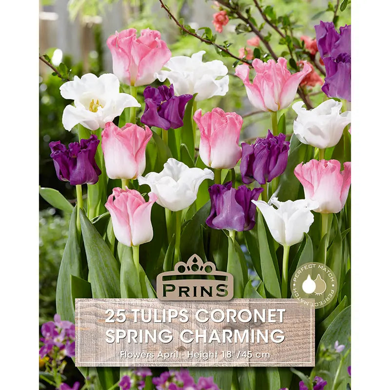 Tulip 'Spring Charming' (25 bulbs) image 0