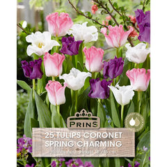 Tulip 'Spring Charming' (25 bulbs) image 0