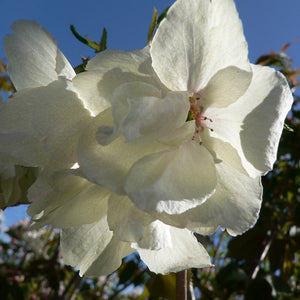 Prunus ‘Ukon’ Tree (Japanese Flowering Cherry Tree) (12-Litre Pot) image 0
