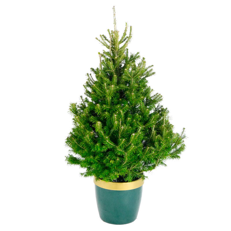 Needlefresh Sibirica Pot Grown Christmas Tree image 0