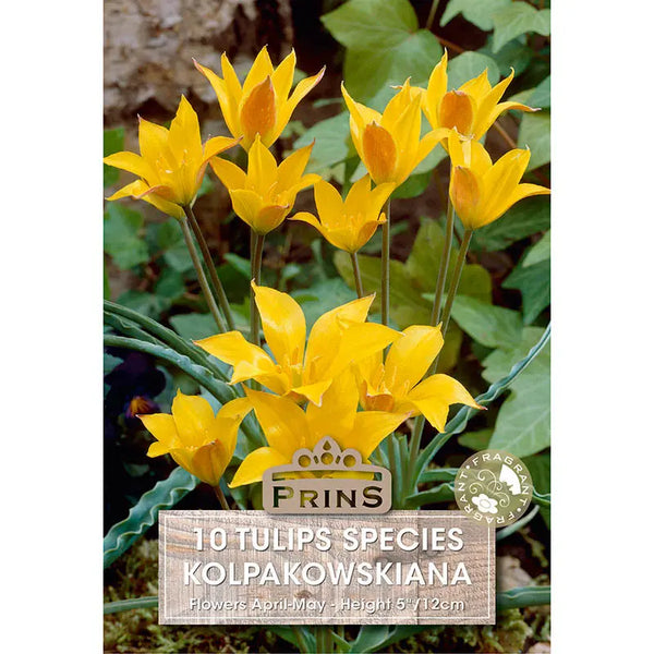 Tulip 'Kolpakowskiana' (10 bulbs) image 0