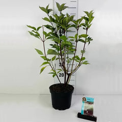 Cornus alba 'Kesselringii' (5 litre) image 0