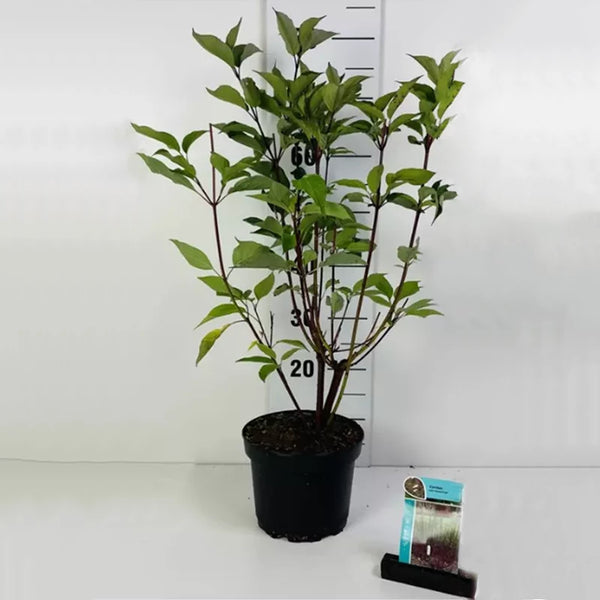 Cornus alba 'Kesselringii' (5 litre) image 0