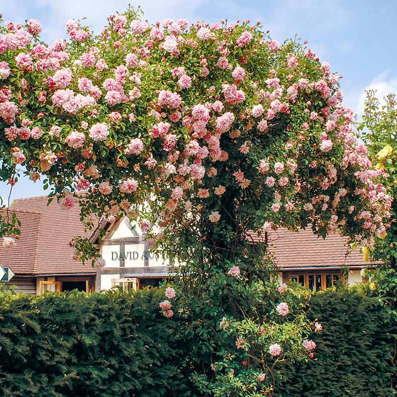 David Austin Paul Noël® Rambling Rose (6-Litre Pot) image 0
