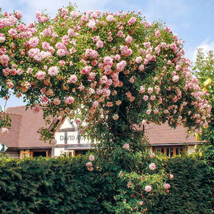 David Austin Paul Noël® Rambling Rose (6-Litre Pot) image 1