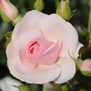 Whartons Roses ‘Many Happy Returns’ Bush Rose (3-Litre Pot) image 0