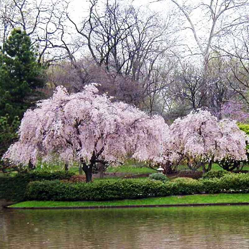 Prunus pendula 'Pendula Rubra' Tree (Single Pink Weeping Cherry) (12-Litre Pot) image 0