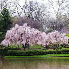 Prunus pendula 'Pendula Rubra' Tree (Single Pink Weeping Cherry) (12-Litre Pot) image 0