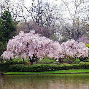Prunus pendula 'Pendula Rubra' Tree (Single Pink Weeping Cherry) (12-Litre Pot) image 0