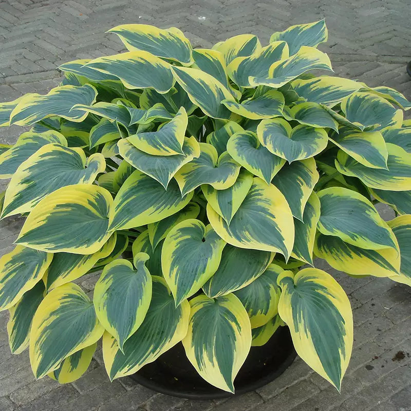 Hosta 'First Frost' image 0