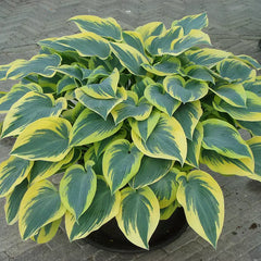 Hosta 'First Frost' image 0