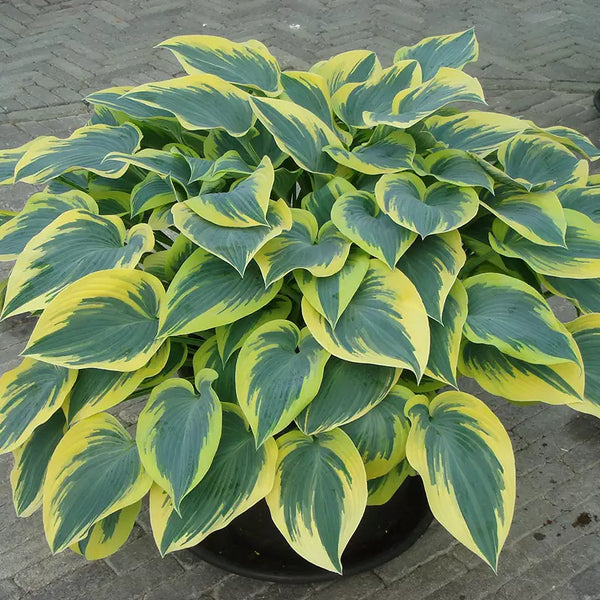 Hosta 'First Frost' image 0