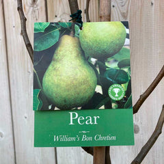 'William's Bon Chretien' Pear Tree (12 Litre Pot) image 0