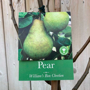 'William's Bon Chretien' Pear Tree (12 Litre Pot) image 0