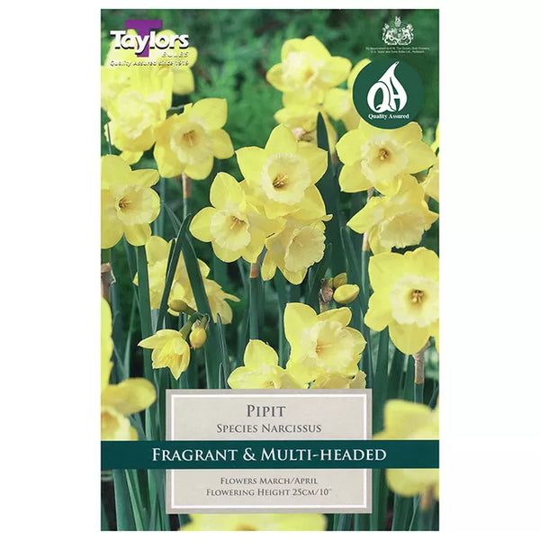 Narcissus 'Pipit' Daffodils (6 Bulbs) image 0