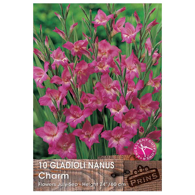 Gladioli Nanus 'Charm' - 10 bulbs image 0
