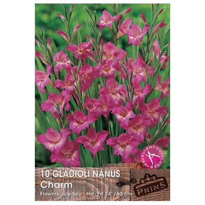Gladioli Nanus 'Charm' - 10 bulbs image 0