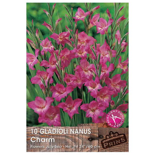 Gladioli Nanus 'Charm' - 10 bulbs image 0