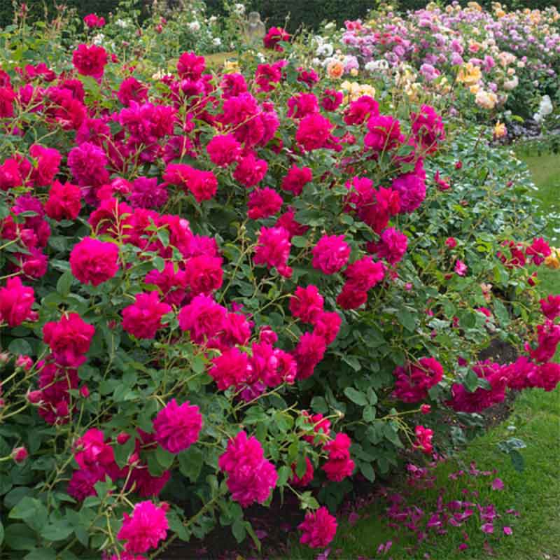 David Austin Thomas à Becket® English Shrub Rose (6-Litre Pot) image 0