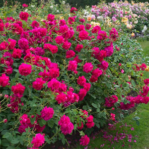 David Austin Thomas à Becket® English Shrub Rose (6-Litre Pot) image 1