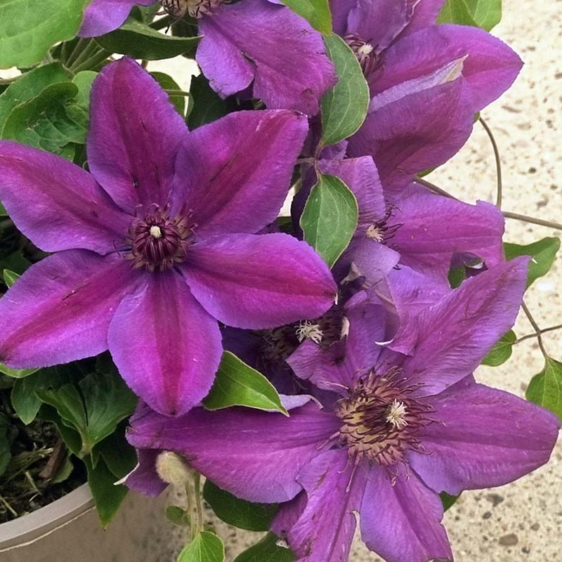 Clematis ‘Paulie’ (2-Litre Pot) image 0