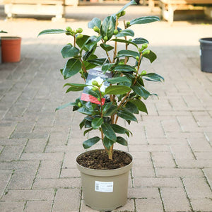 Camellia japonica 'Silver Anniversary' (4 litre pot) image 1
