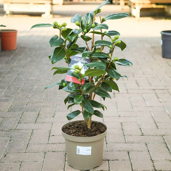 Camellia japonica 'Silver Anniversary' (4 litre pot) image 1