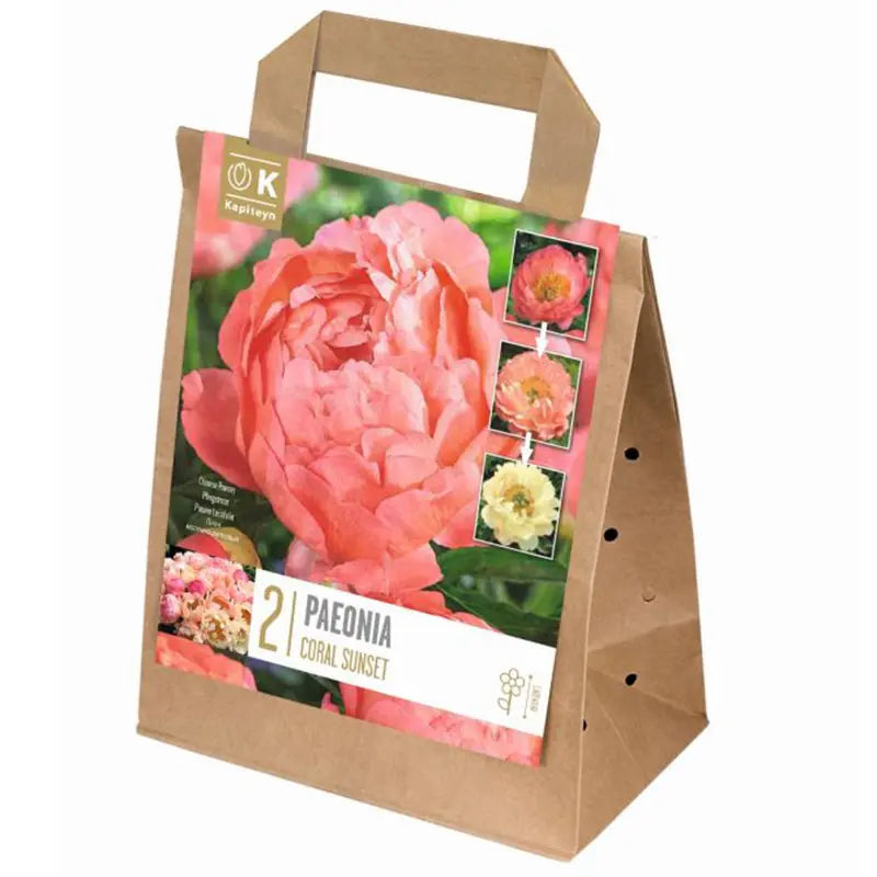 Paeonia 'Coral Sunset' (2 bare roots) image 0