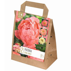 Paeonia 'Coral Sunset' (2 bare roots) image 0