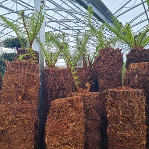 Dicksonia antarctica Tree Fern 6ft image 3