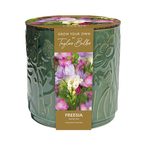 Freesia Pastel Mix Indoor Planter (5 Bulbs) image 0