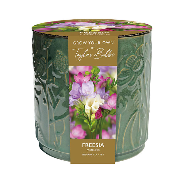 Freesia Pastel Mix Indoor Planter (5 Bulbs) image 0