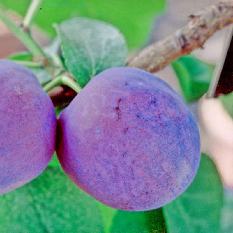 Prunus domestica ‘Czar’ Plum Tree (12-Litre Pot) image 0