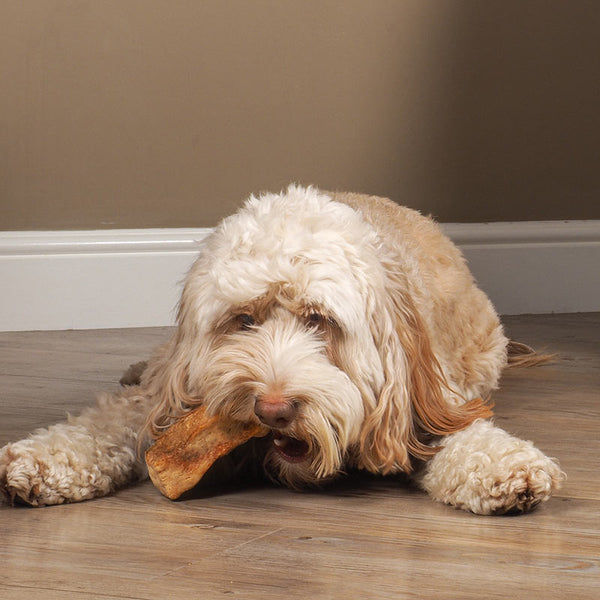 Zoon Small Yak Chews with Turmeric 100g (Pack of 3) image 1
