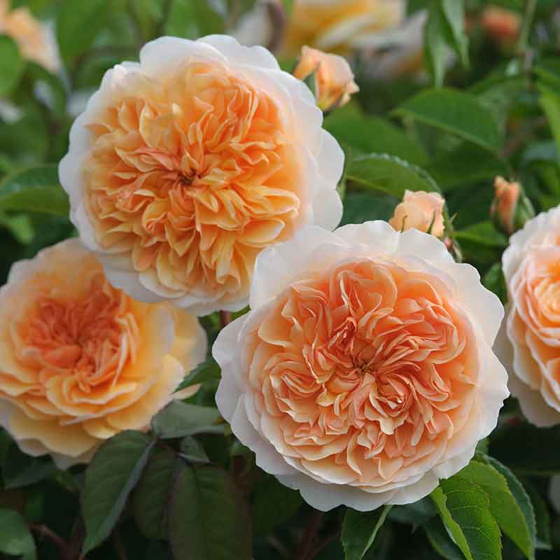 David Austin Port Sunlight® English Shrub Rose (6-Litre Pot) image 0