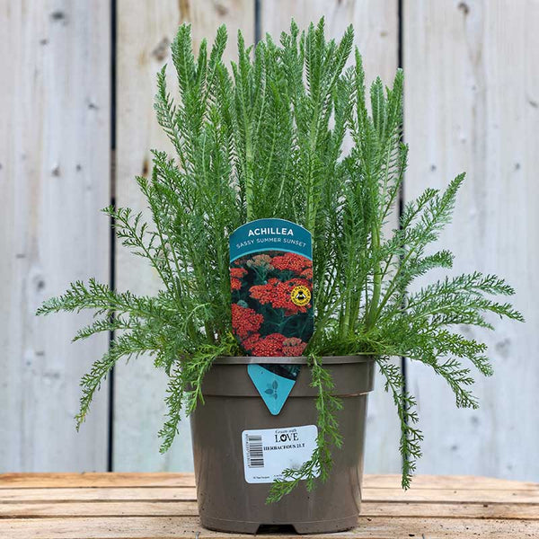 Achillea millefolium ‘Sassy Summer Sunset’ (2-Litre Pot) image 0