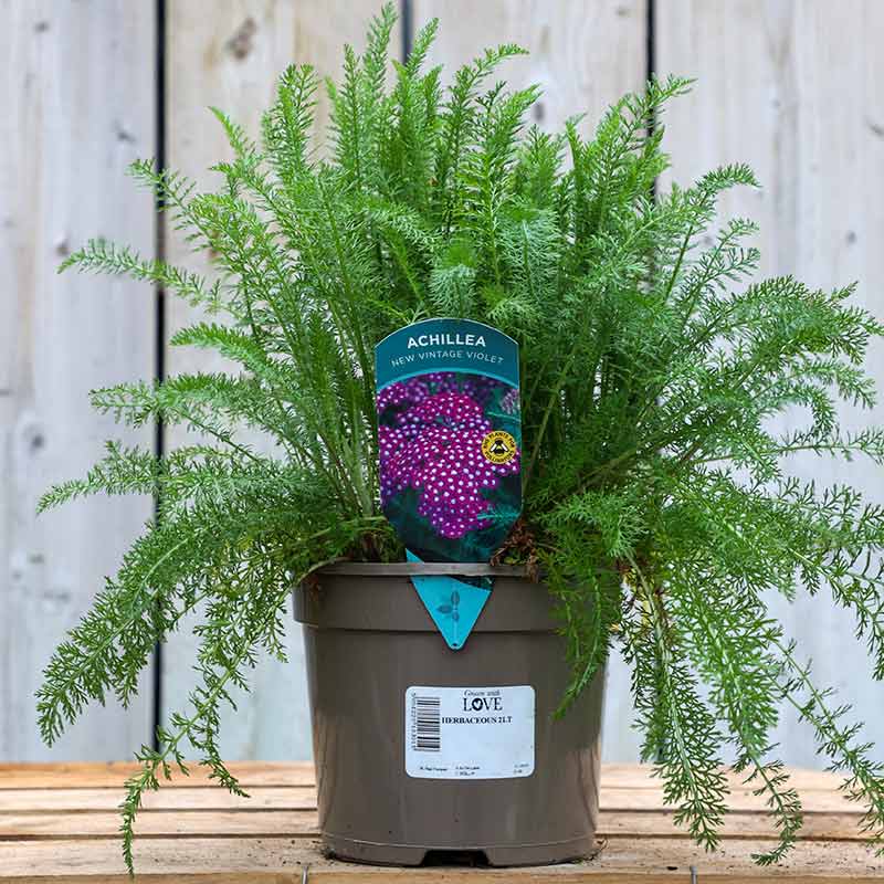 Achillea millefolium New Vintage Violet (2-Litre Pot) image 0