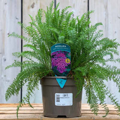 Achillea millefolium New Vintage Violet (2-Litre Pot) image 0