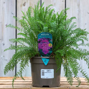 Achillea millefolium New Vintage Violet (2-Litre Pot) image 0