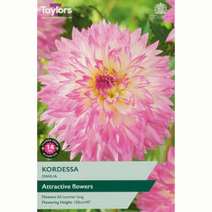 Dahlia ‘Kordessa’ with Pink & White Flowers (1 Tuber) image 0