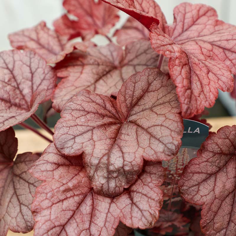 Heucherella ‘Peach Tea’ (2-Litre Pot) image 0