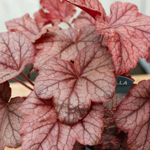 Heucherella ‘Peach Tea’ (2-Litre Pot) image 1