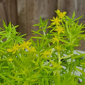 Sedum ‘Lemon Ball’ (2-Litre Pot)            image 0