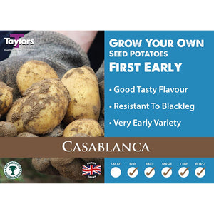 Casablanca First Early Seed Potatoes - 2kg image