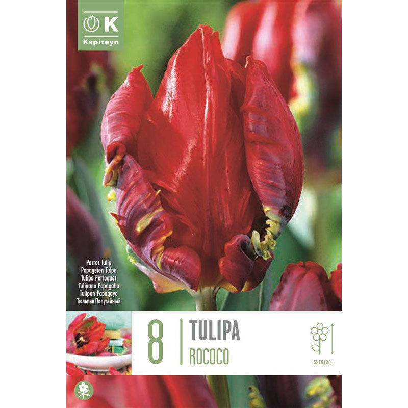 Tulip Parrot ‘Rococo’ (8 Bulbs) image 0