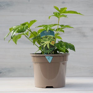 Fatsia japonica (3-Litre Pot) image 3