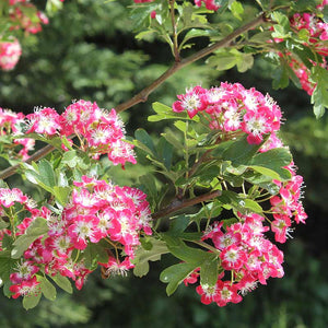 Crataegus laevigata 'Crimson Cloud' Tree (Hawthorn) (12-Litre Pot) image 0