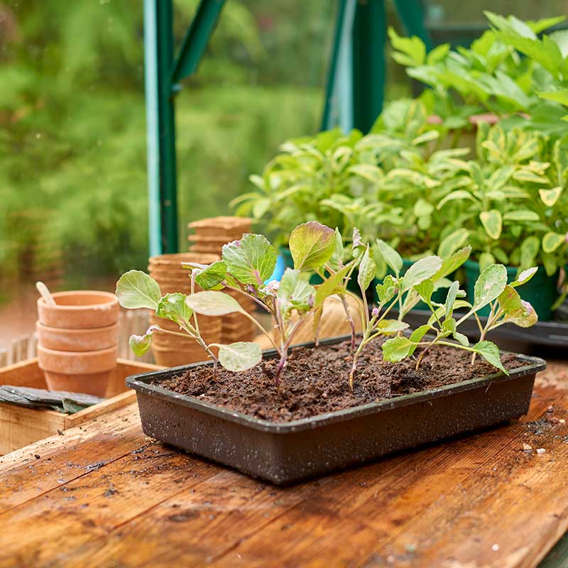 Gro-Sure Rigid Seed Tray image 0
