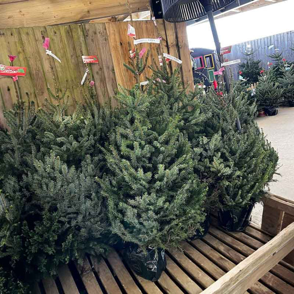 Needlefresh Omorika Pot Grown Christmas Tree image 0